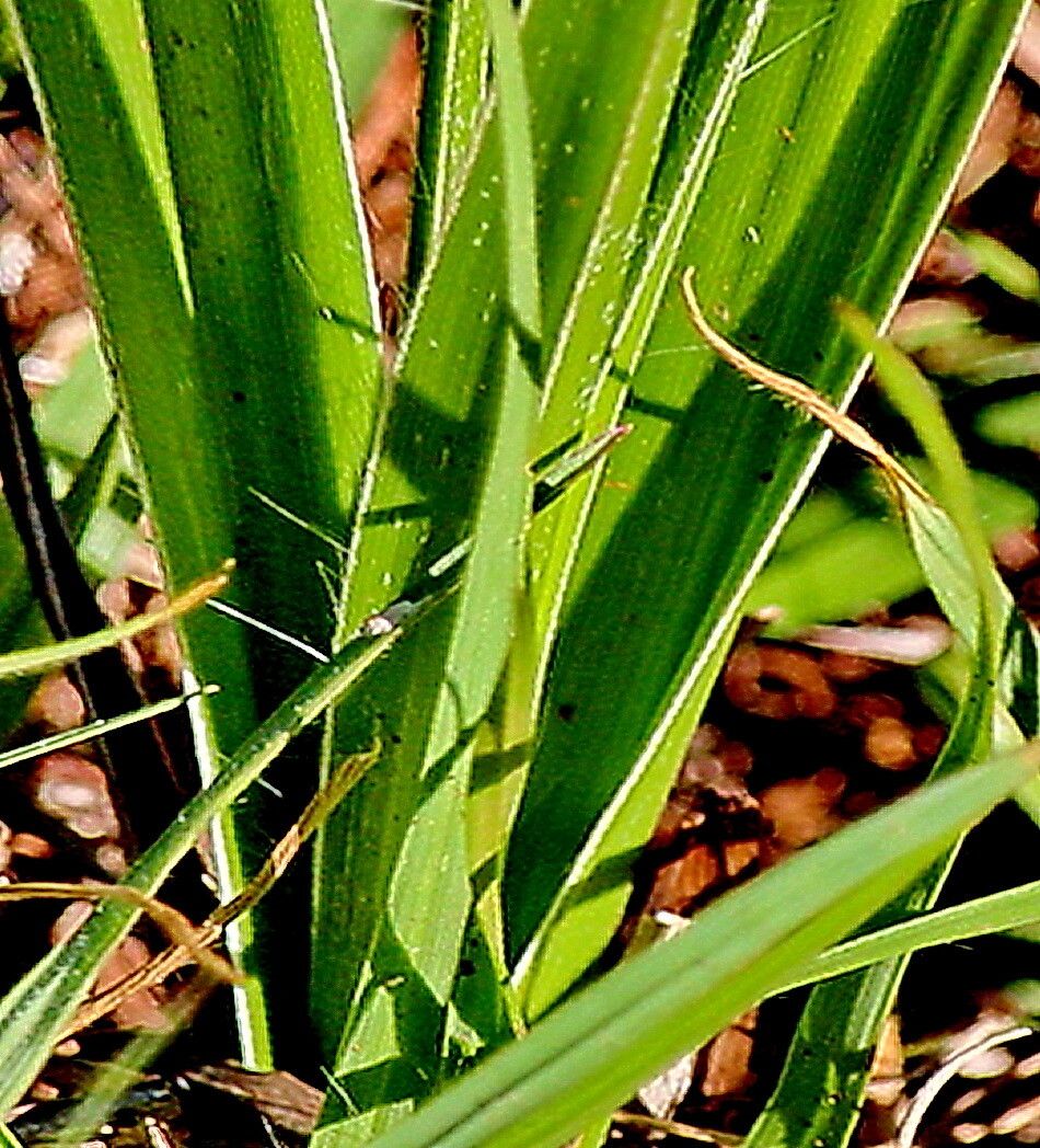 Hypoxis obtusa — search result for 'Hypoxis'