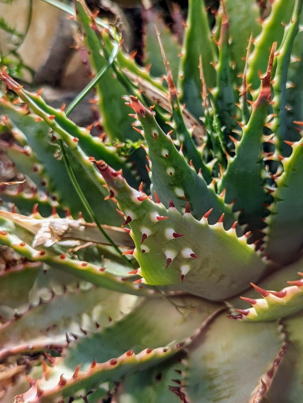 Aloe pratensis — houseplant care guide