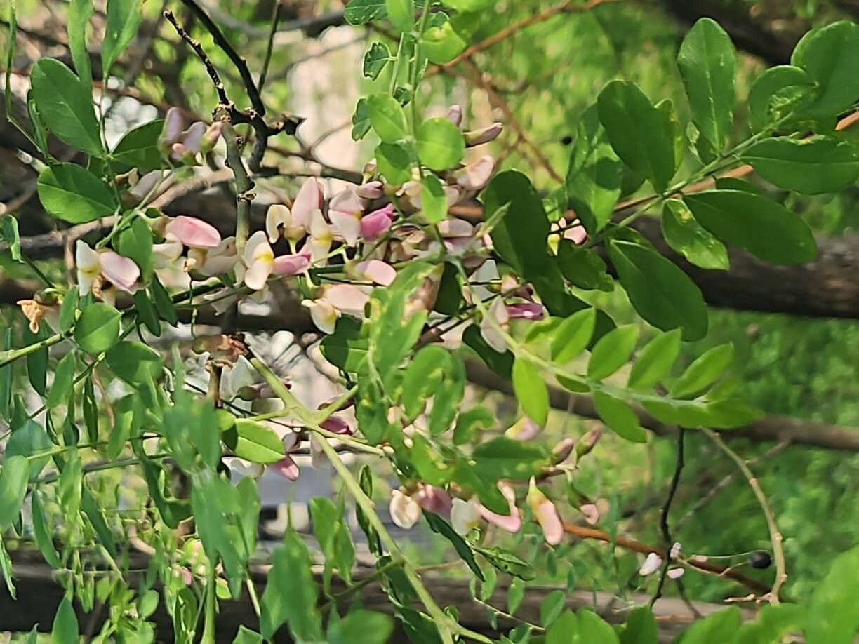 Styphnolobium affine flower
