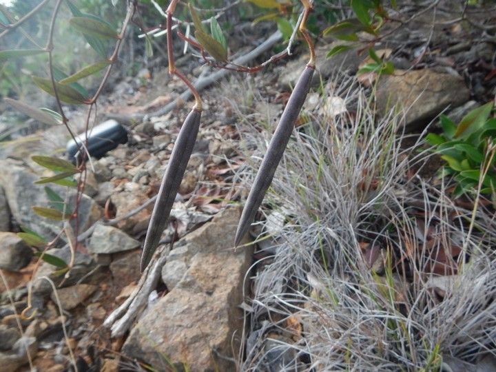 Parsonsia flexilis fruit