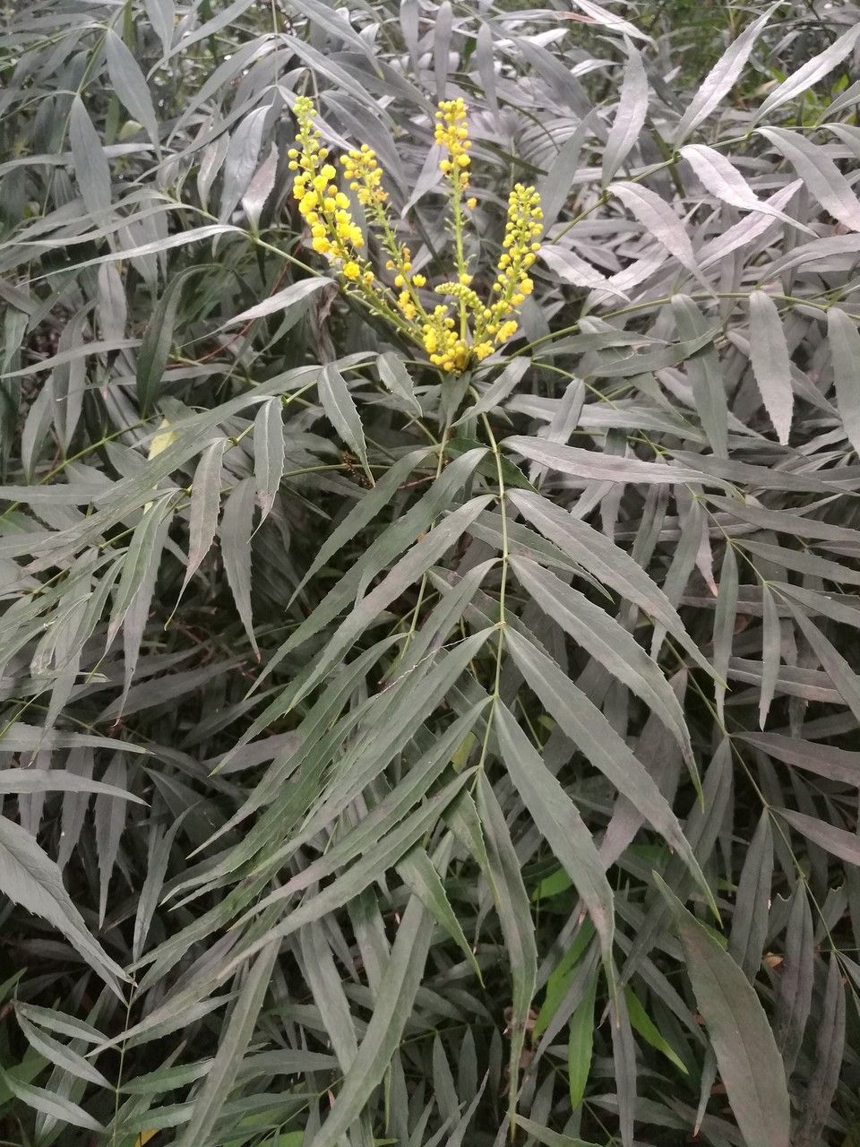 Mahonia fortunei leaf