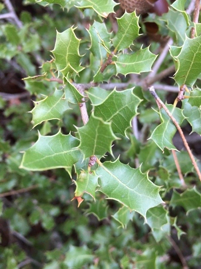 Quercus coccifera leaf