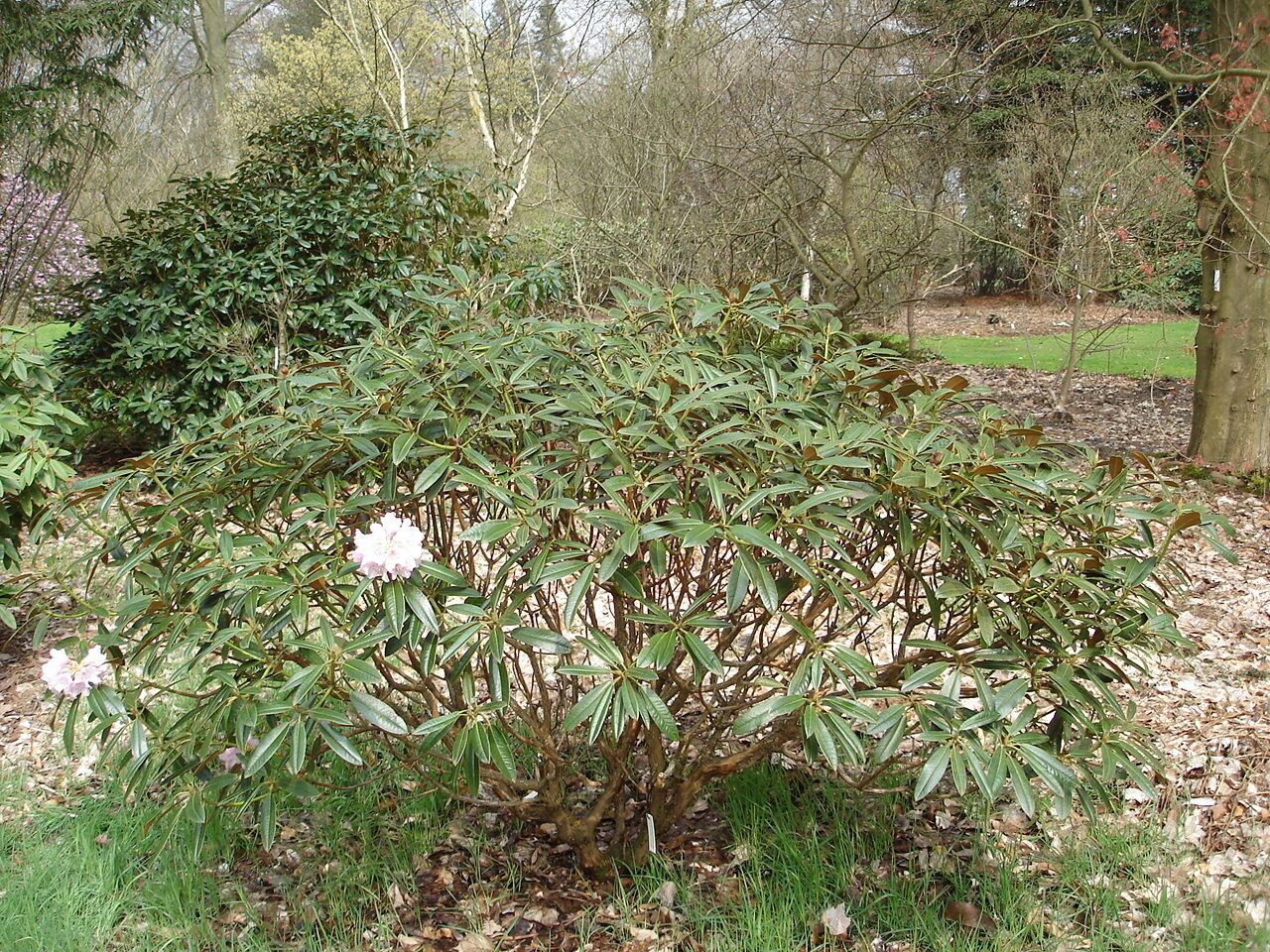 Rhododendron elegantulum habit