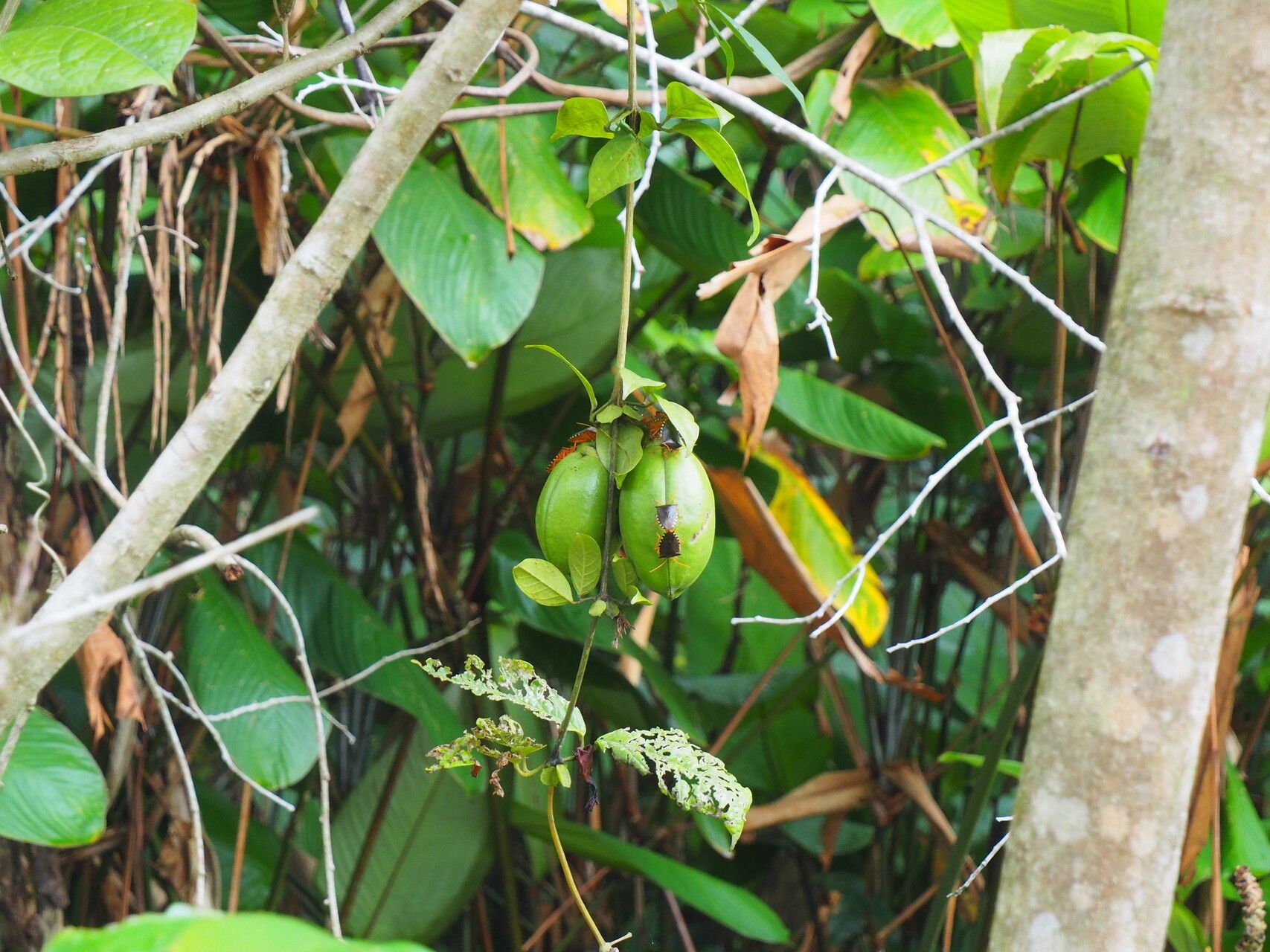 Anemopaegma paraense fruit
