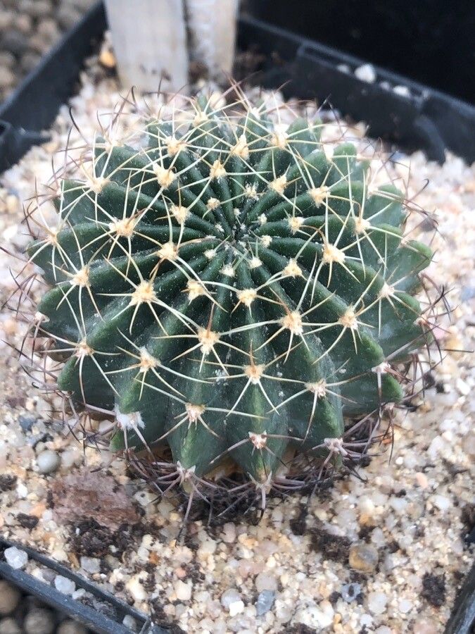 Echinopsis ancistrophora