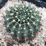 Echinopsis ancistrophora