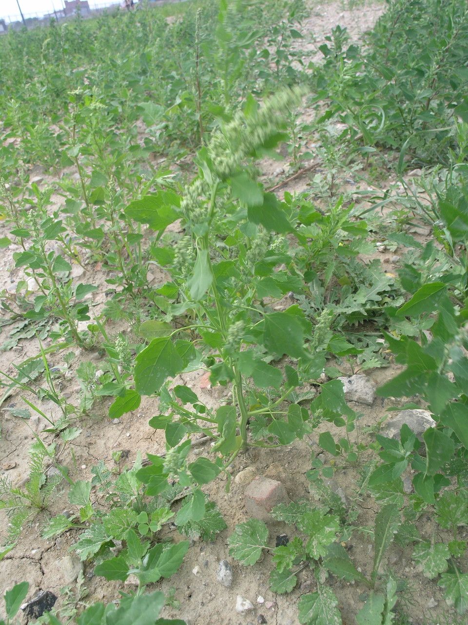 Chenopodium suecicum other