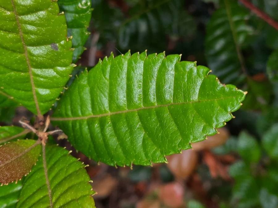 Weinmannia balbisiana leaf