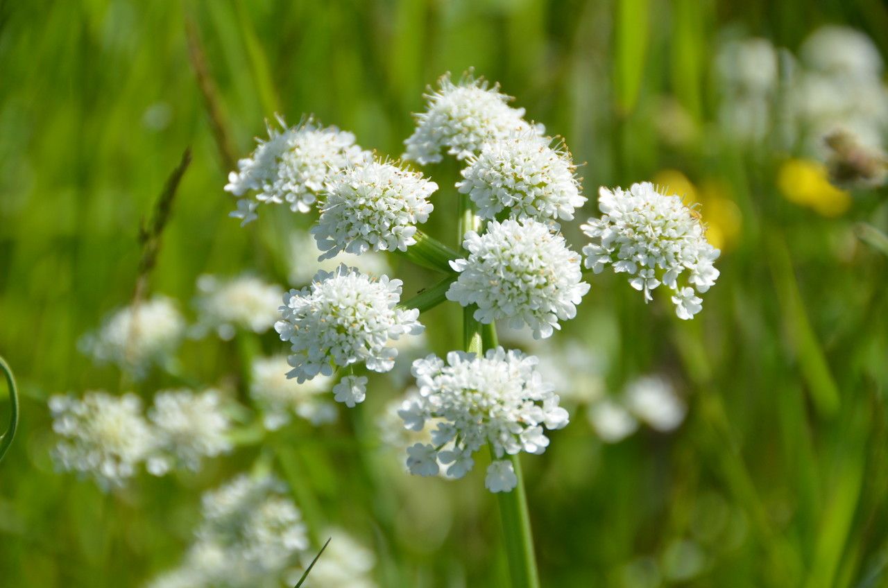Cardaria draba — search result for 'Lepidium'