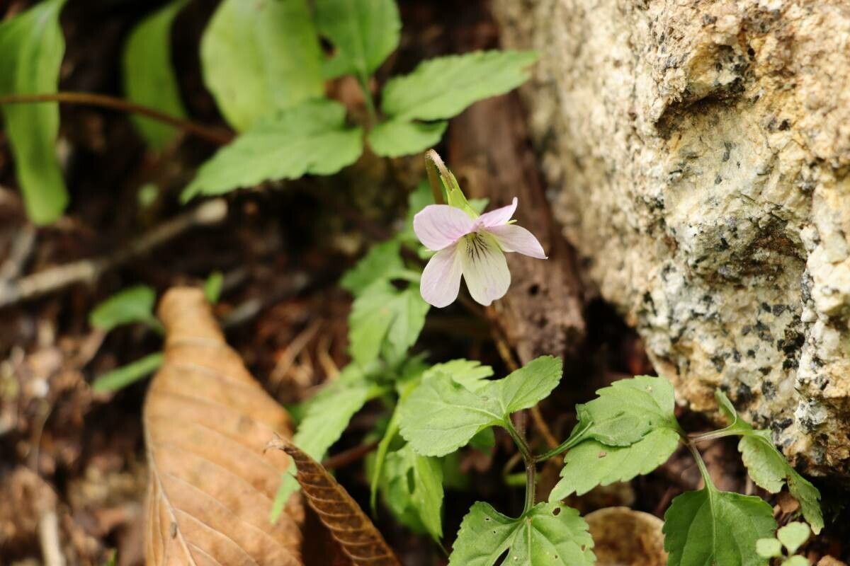 Viola keiskei — houseplant care guide