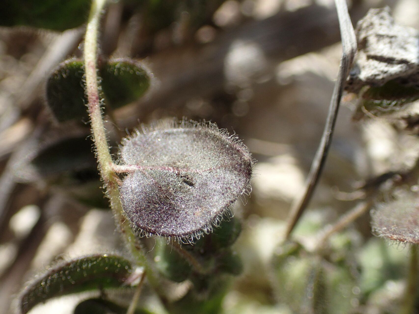 Kickxia spuria — search result for 'Plantaginaceae'