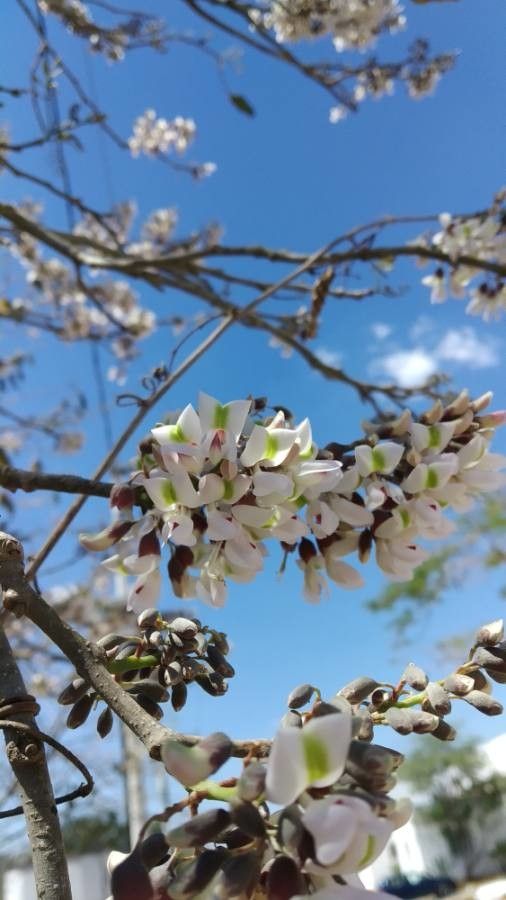 Piscidia piscipula flower