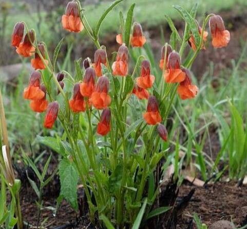 Hermannia cristata — related species from the same genus