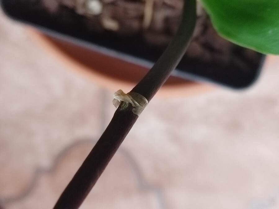 Phalaenopsis × singuliflora bark