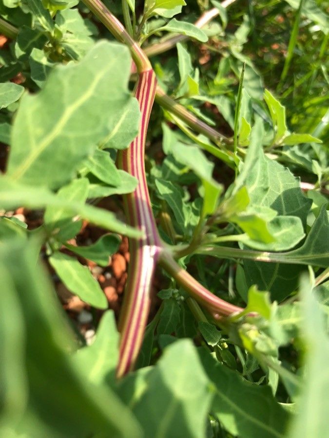Oxybasis glauca bark