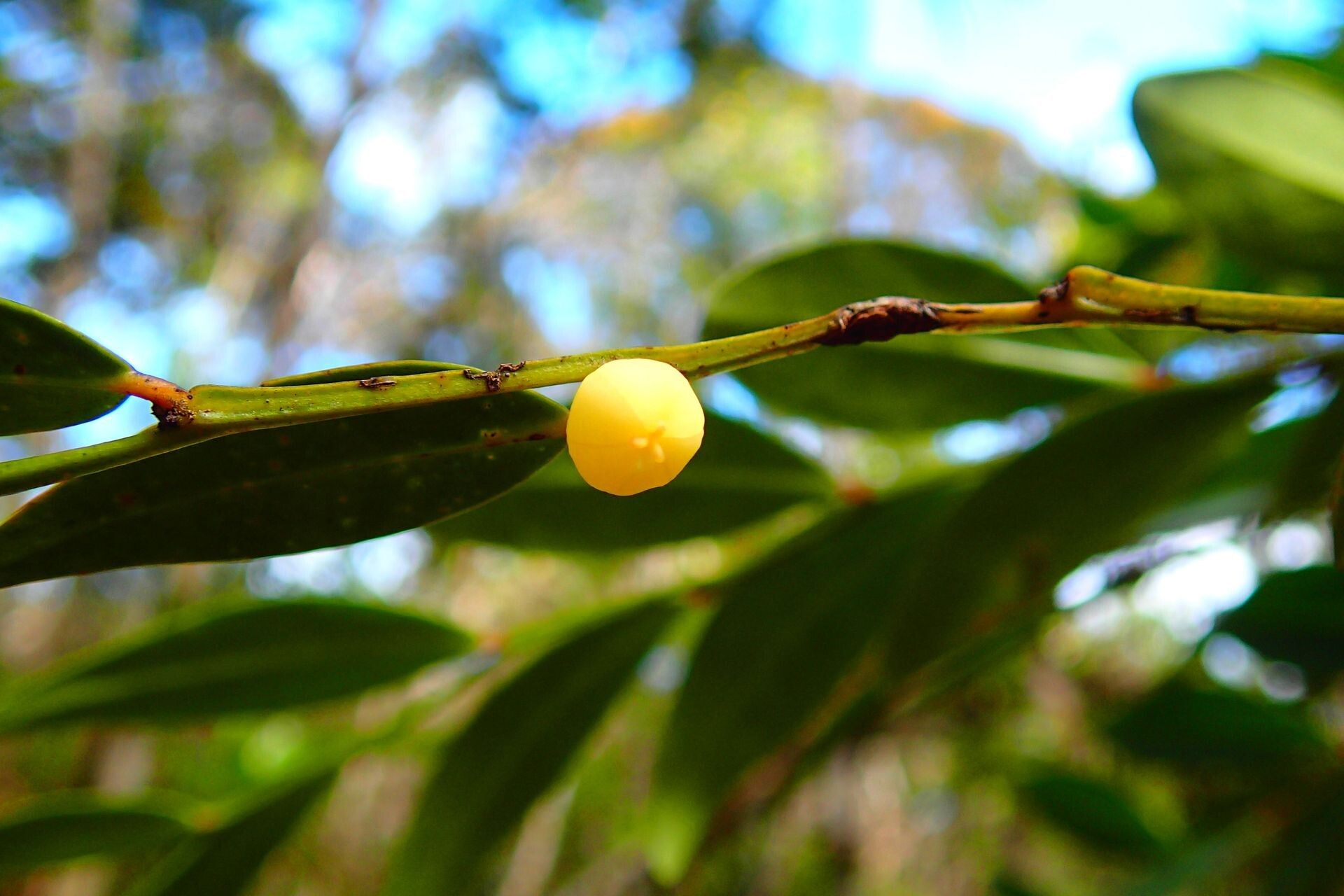 Phyllanthus favieri fruit