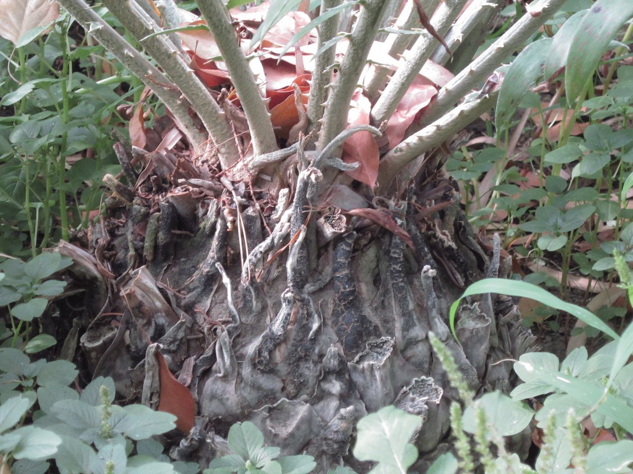 Encephalartos aemulans bark