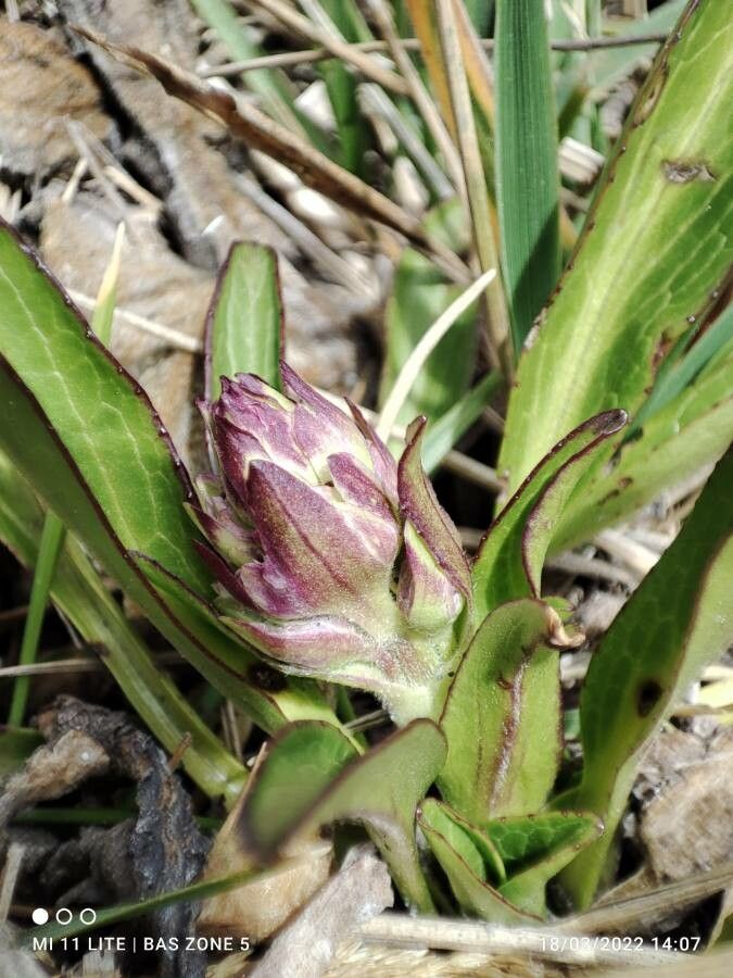Valeriana pilosa flower