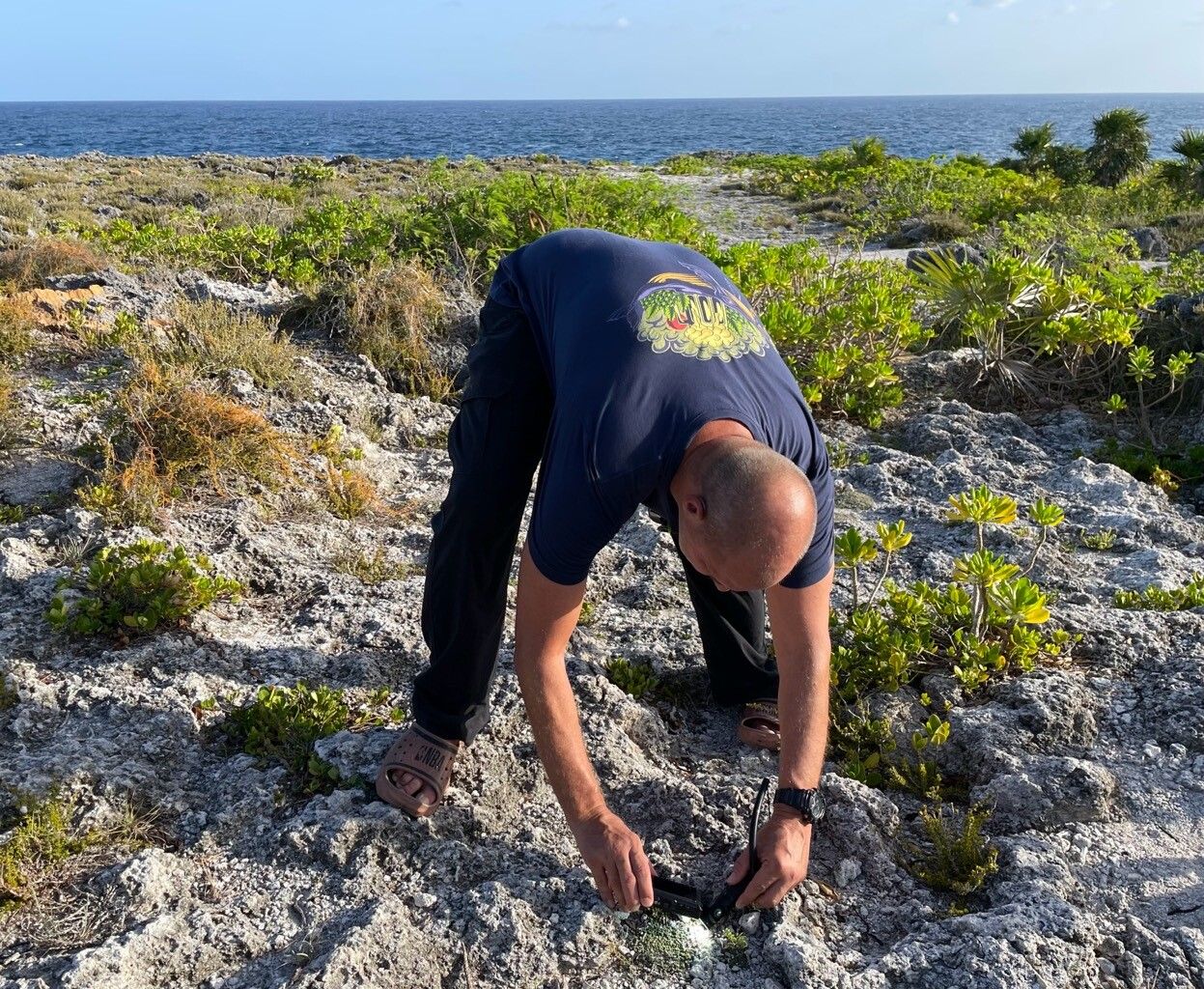 Euploca humifusa habit