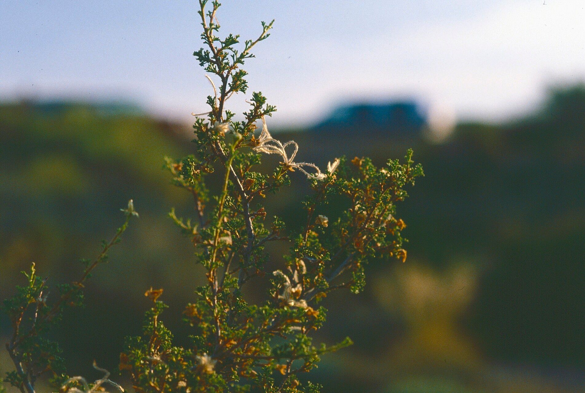 Purshia mexicana fruit