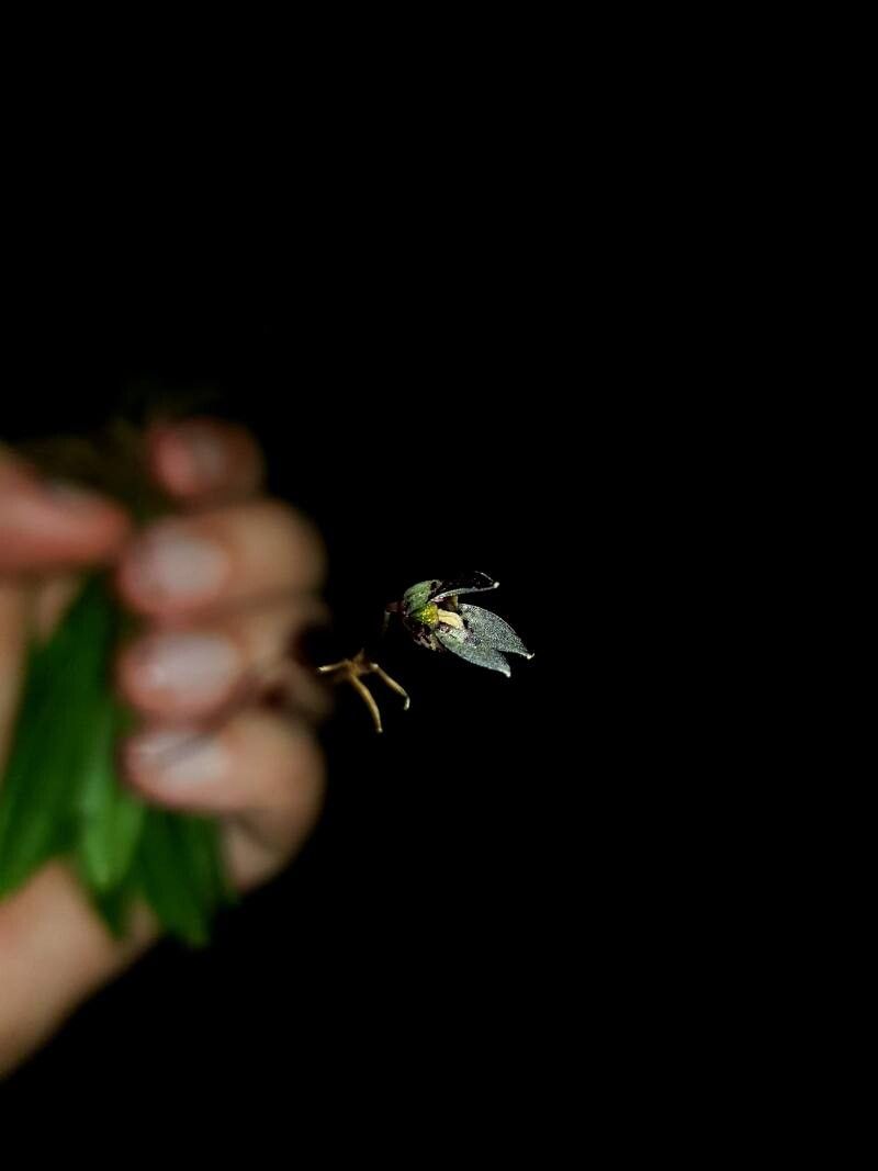 Specklinia acrisepala flower