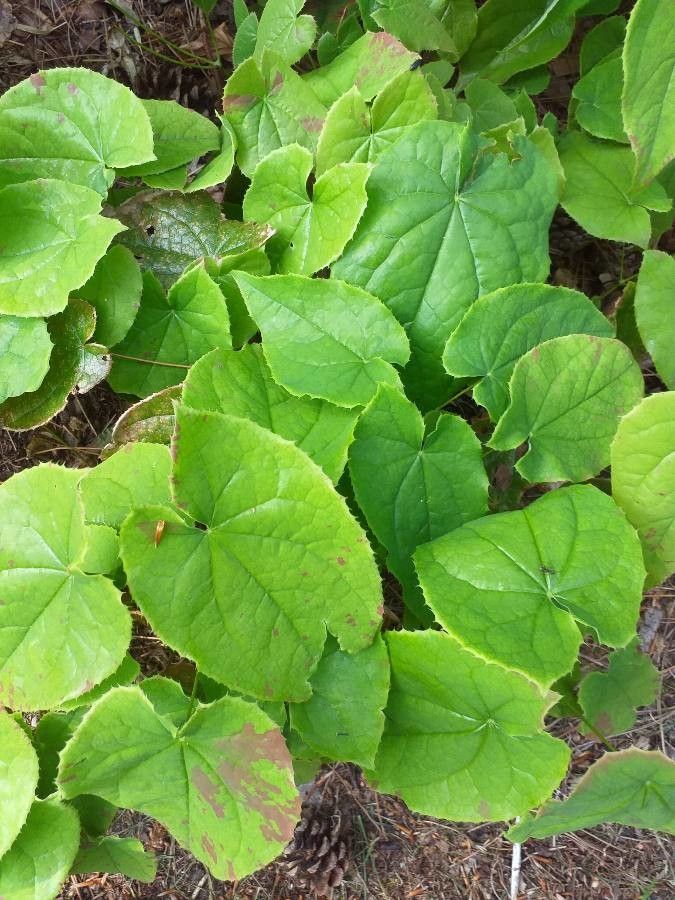 Epimedium lishihchenii — houseplant care guide