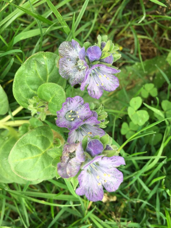 Phacelia divaricata flower