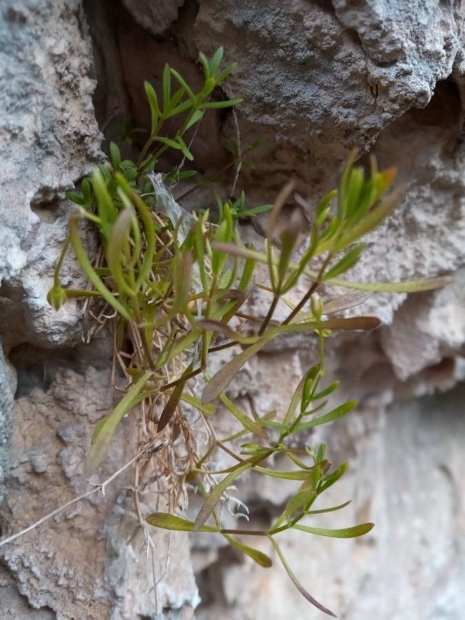 Moehringia intermedia leaf