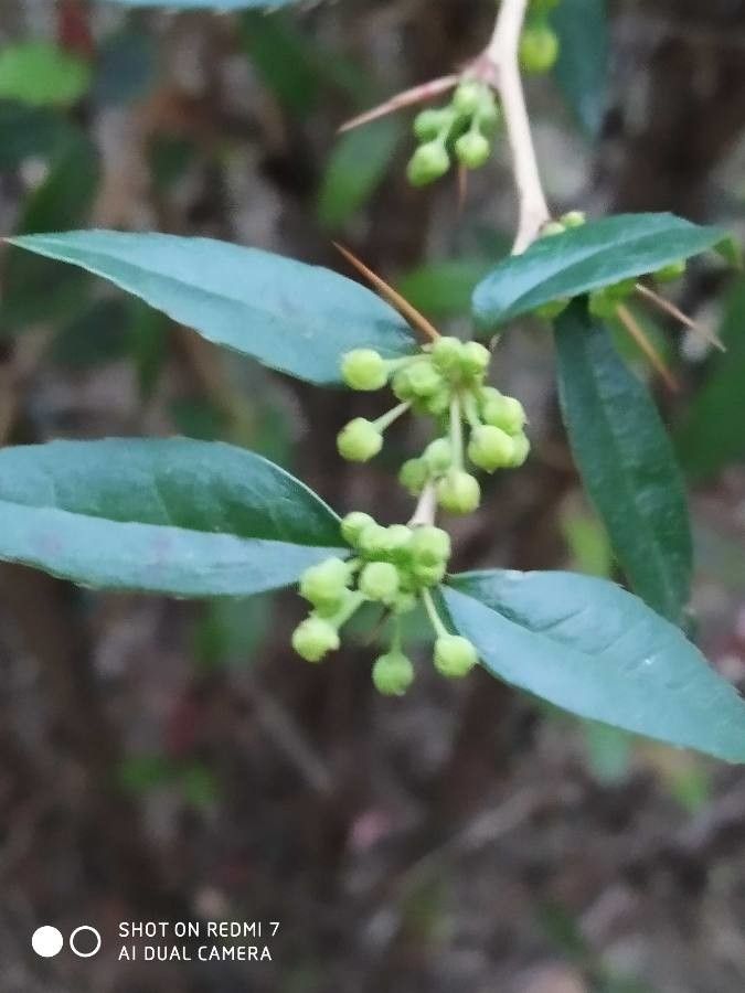 Fontanesia phillyraeoides — related species from the same genus