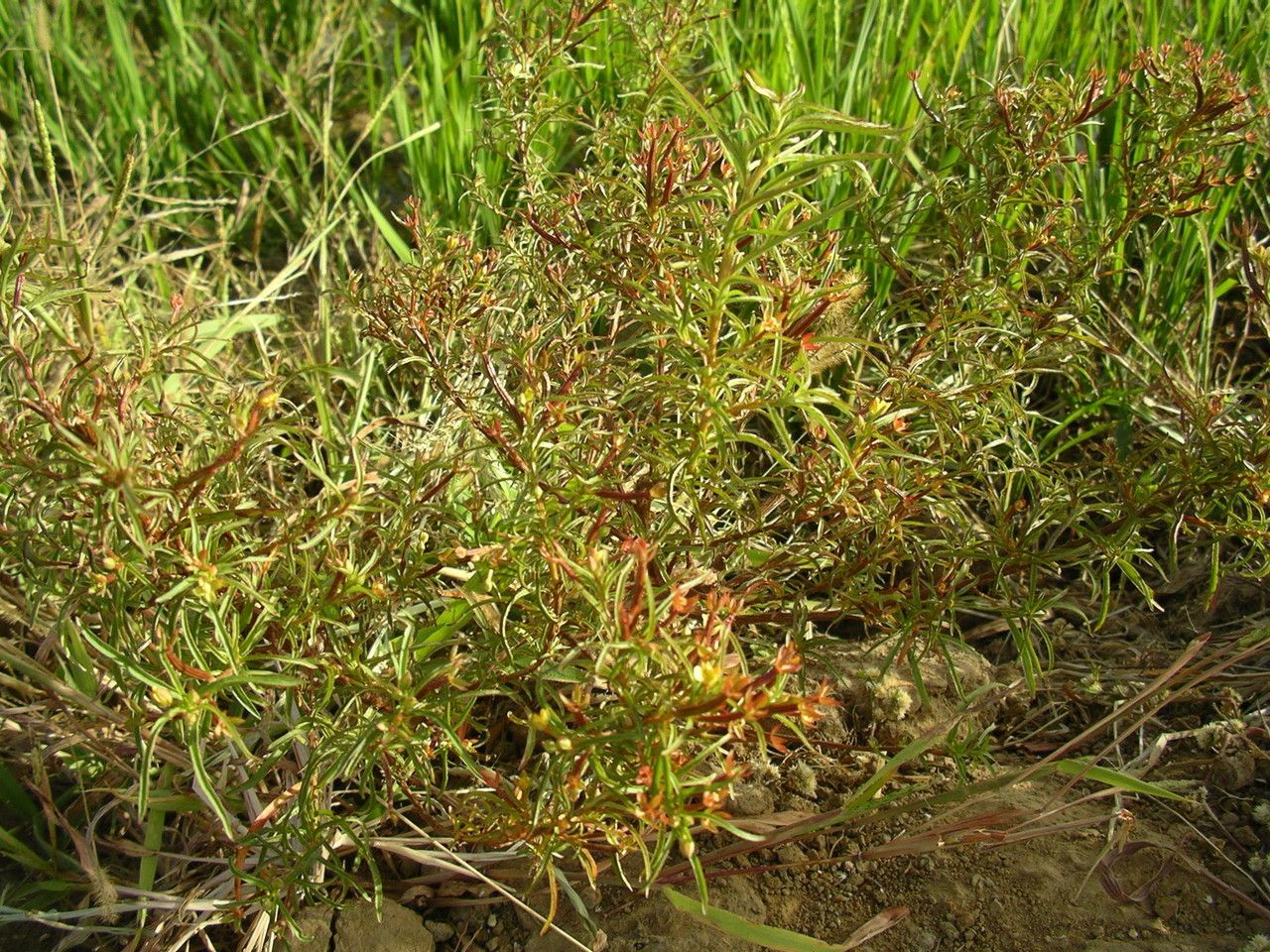 Ludwigia hyssopifolia habit