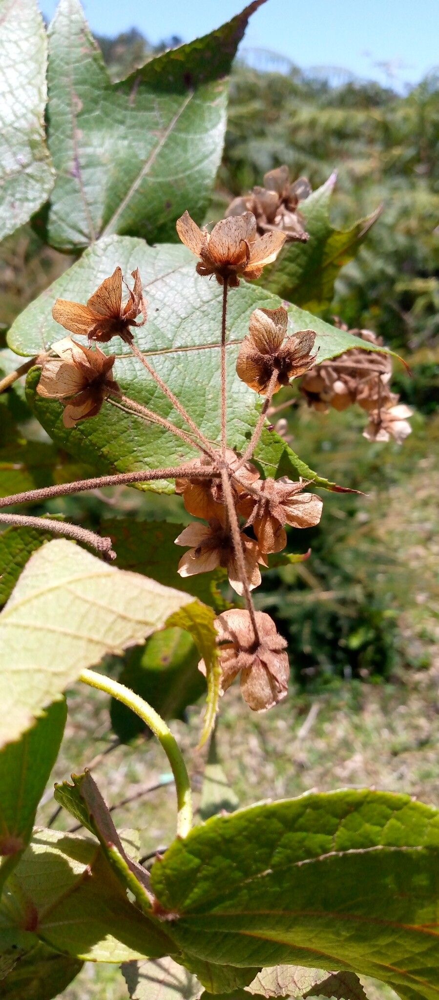 Dombeya erythroclada fruit