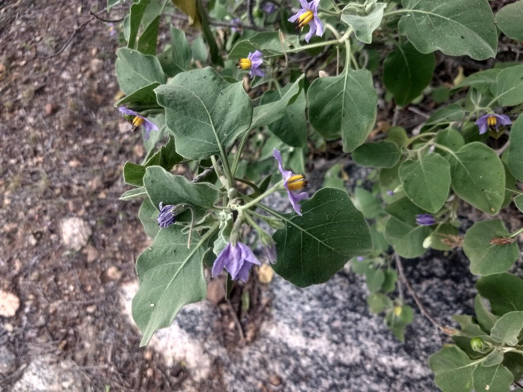 Solanum pubescens — houseplant care guide