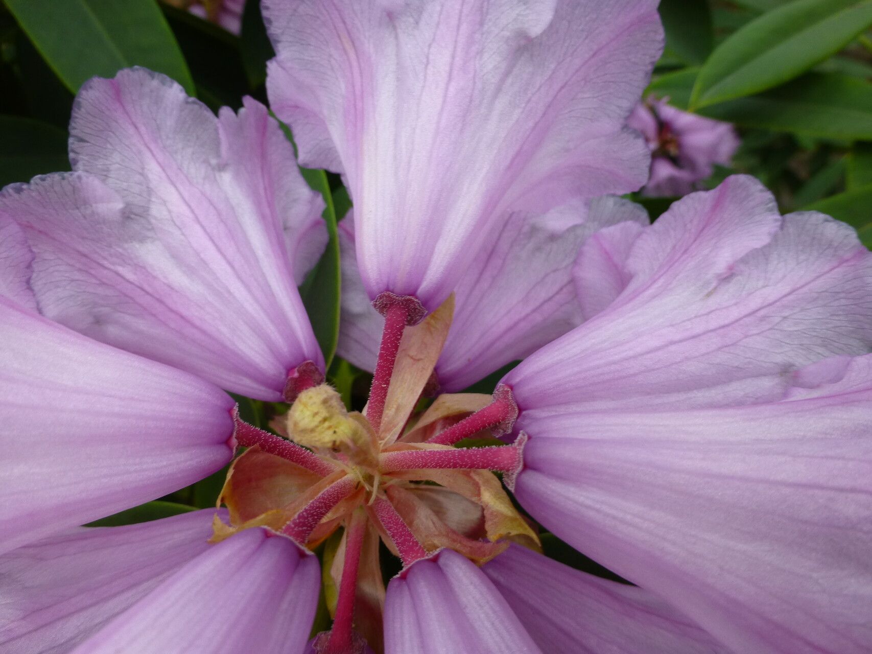 Rhododendron davidi — houseplant care guide