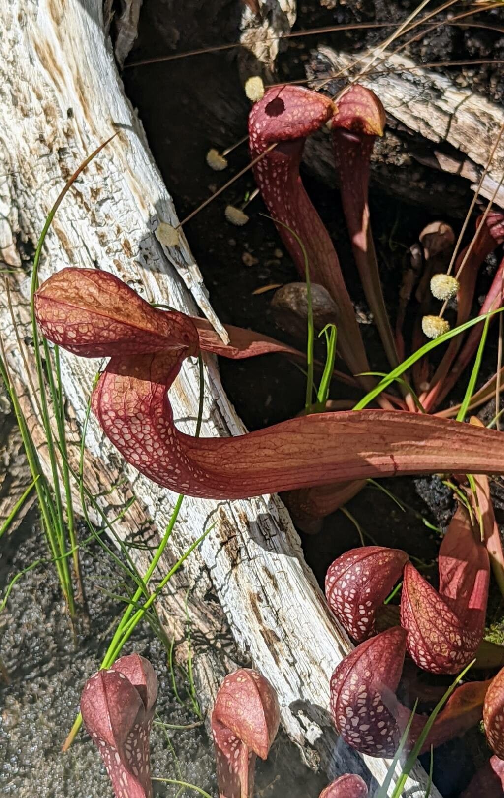 Sarracenia psittacina — houseplant care guide
