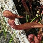 Sarracenia psittacina