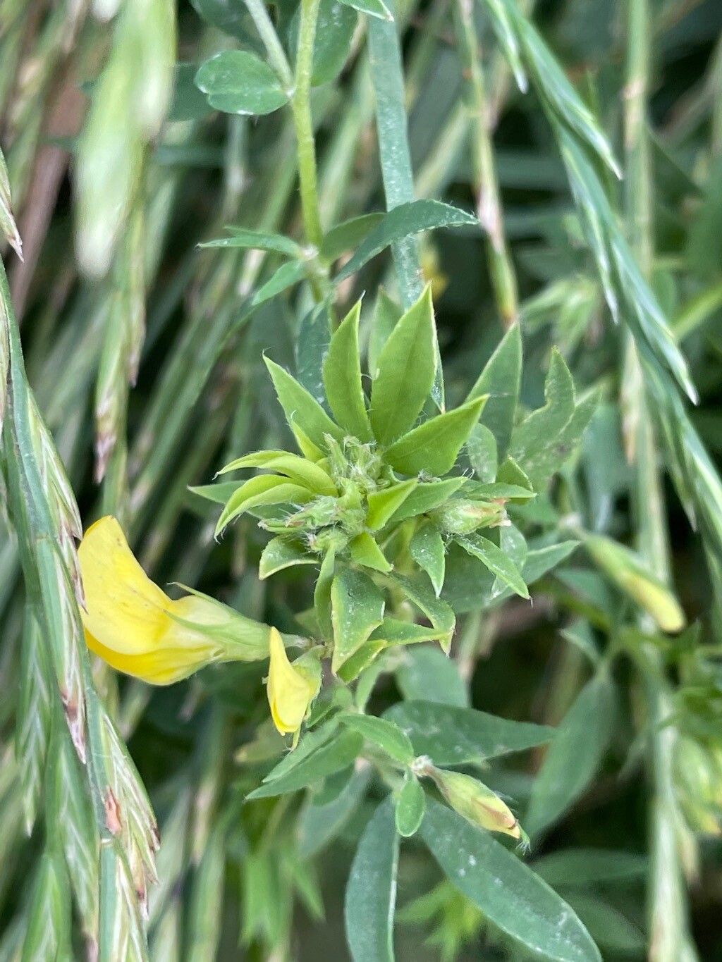 Lotus tenuis — salt tolerant houseplant