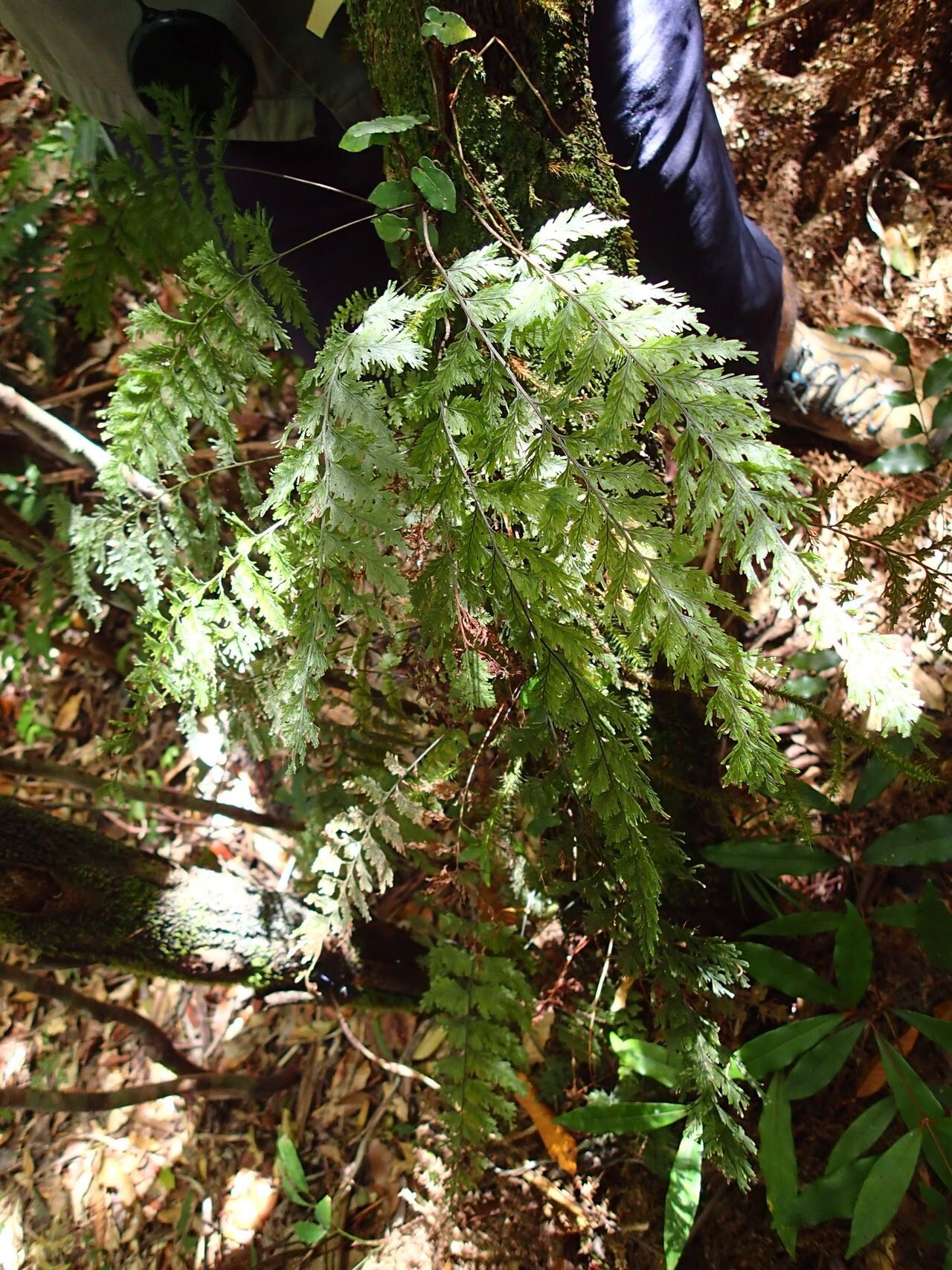 Trichomanes flavofuscum habit