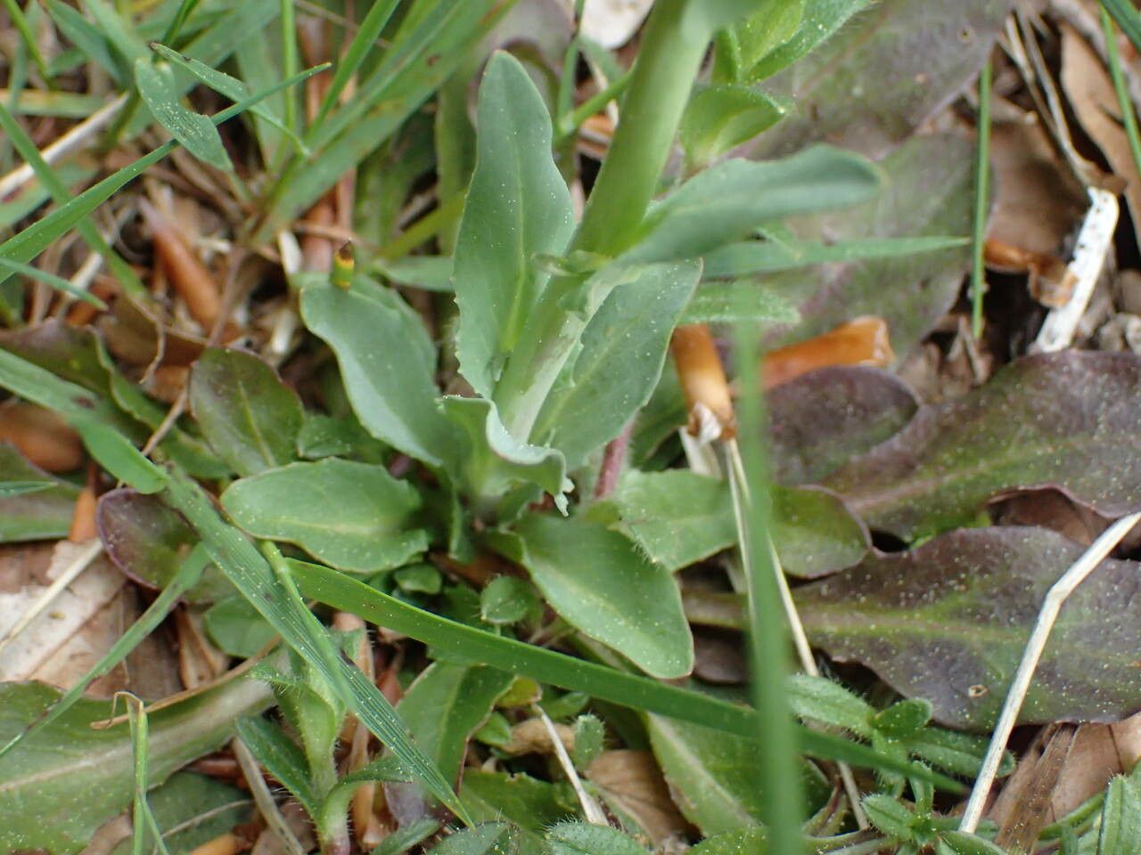 Noccaea brachypetala leaf