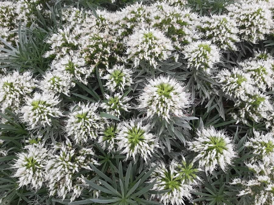Echium brevirame flower
