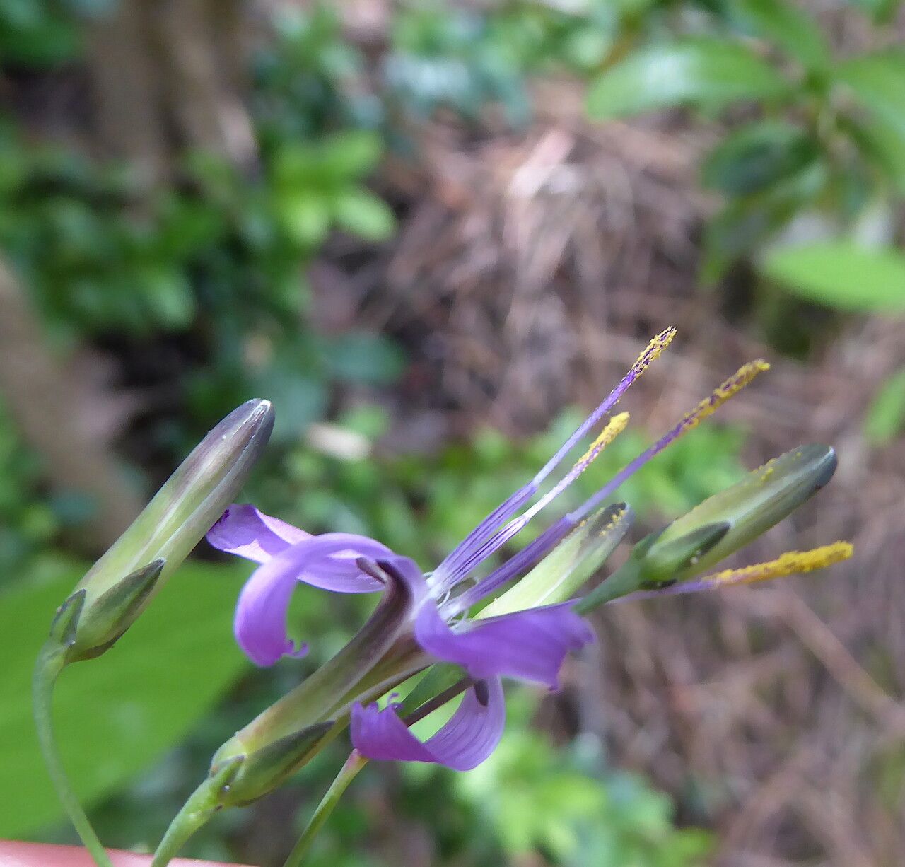 Prenanthes purpurea flower