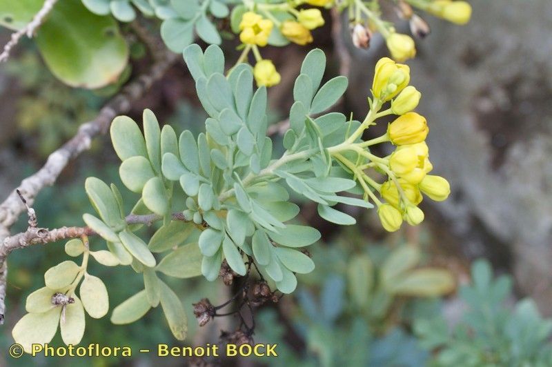 Ruta oreojasme other