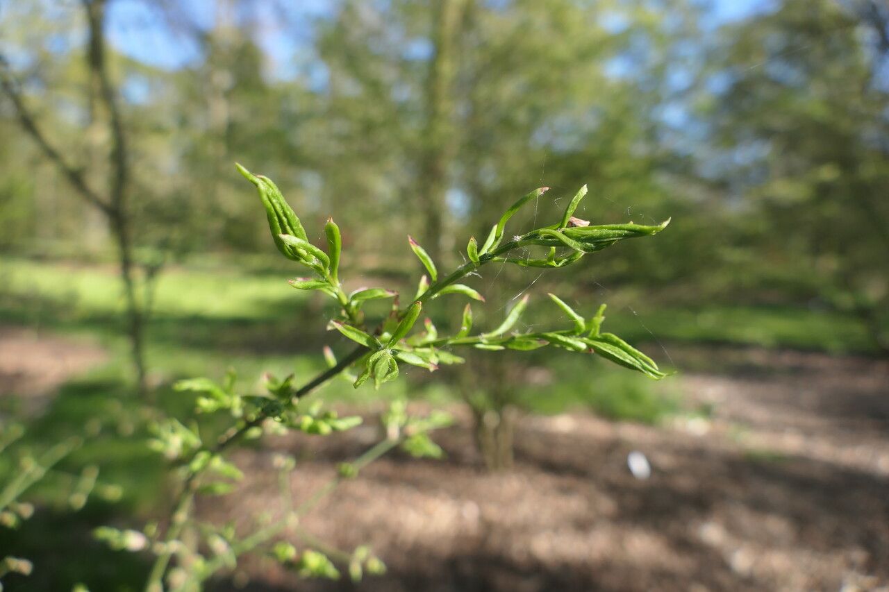 Euonymus phellomanus — search result for 'Celastraceae'