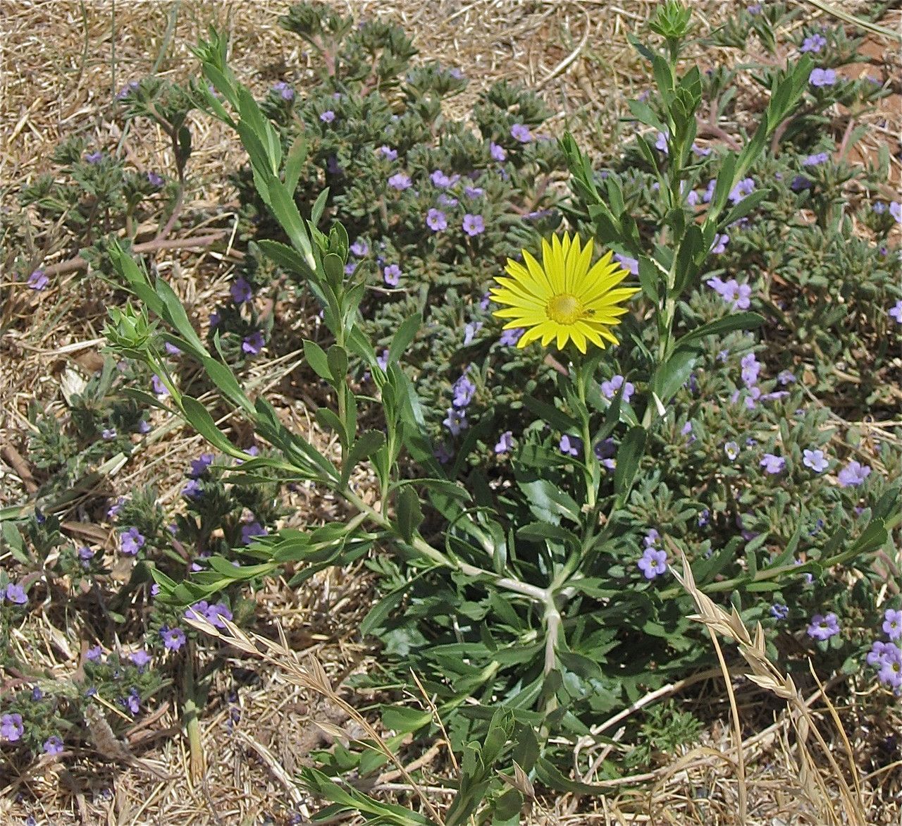 Xanthisma texanum habit