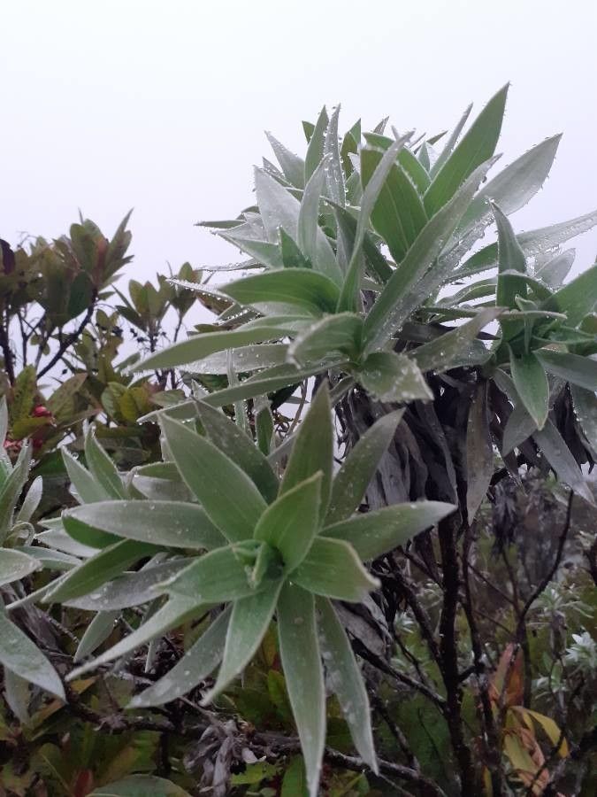 Helichrysum heliotropifolium leaf