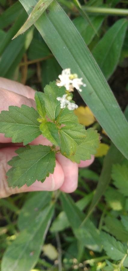 Croton glandulosus leaf