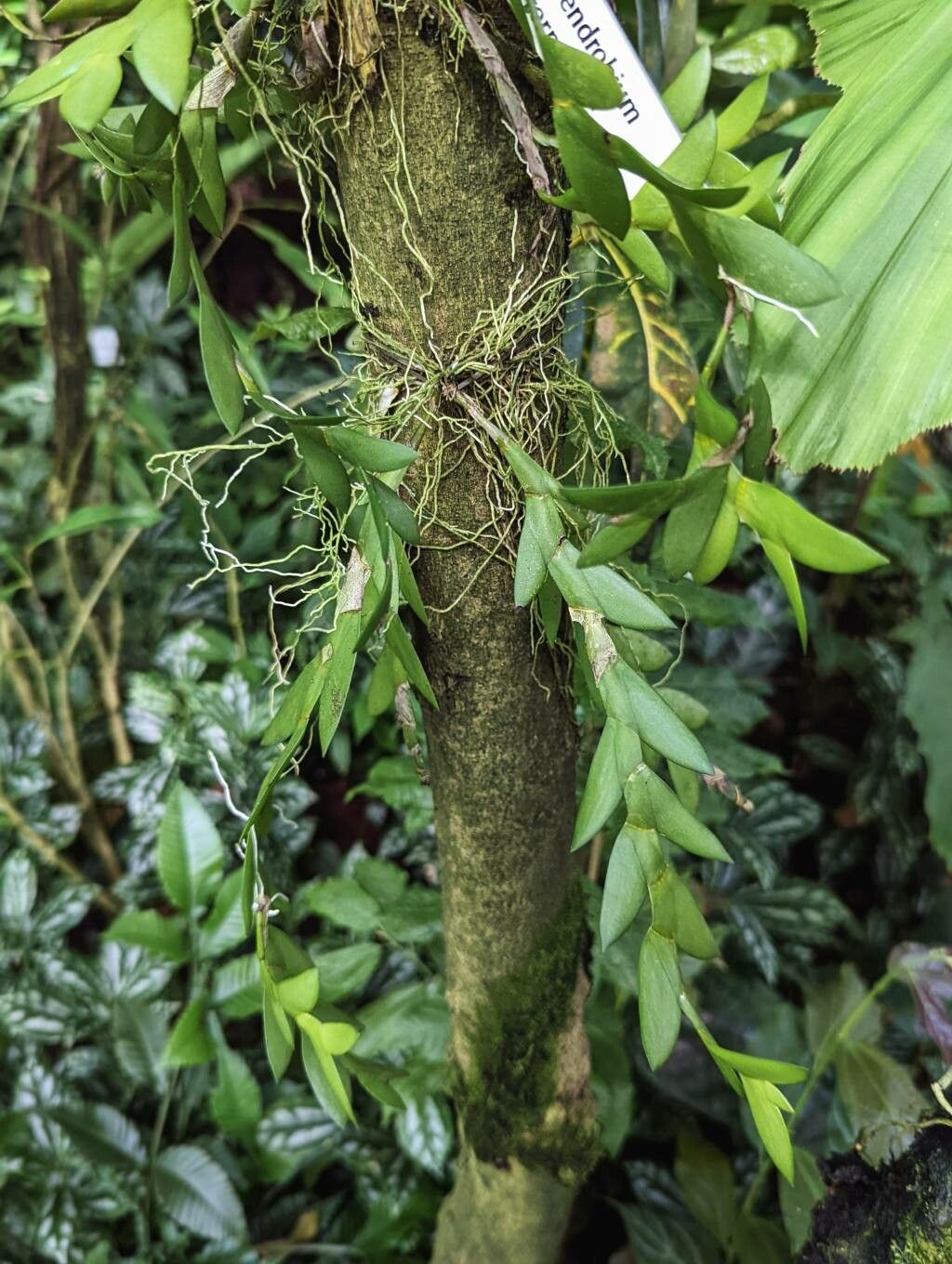 Dendrobium terminale habit