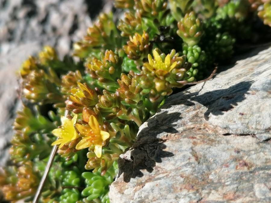 Sedum alpestre flower