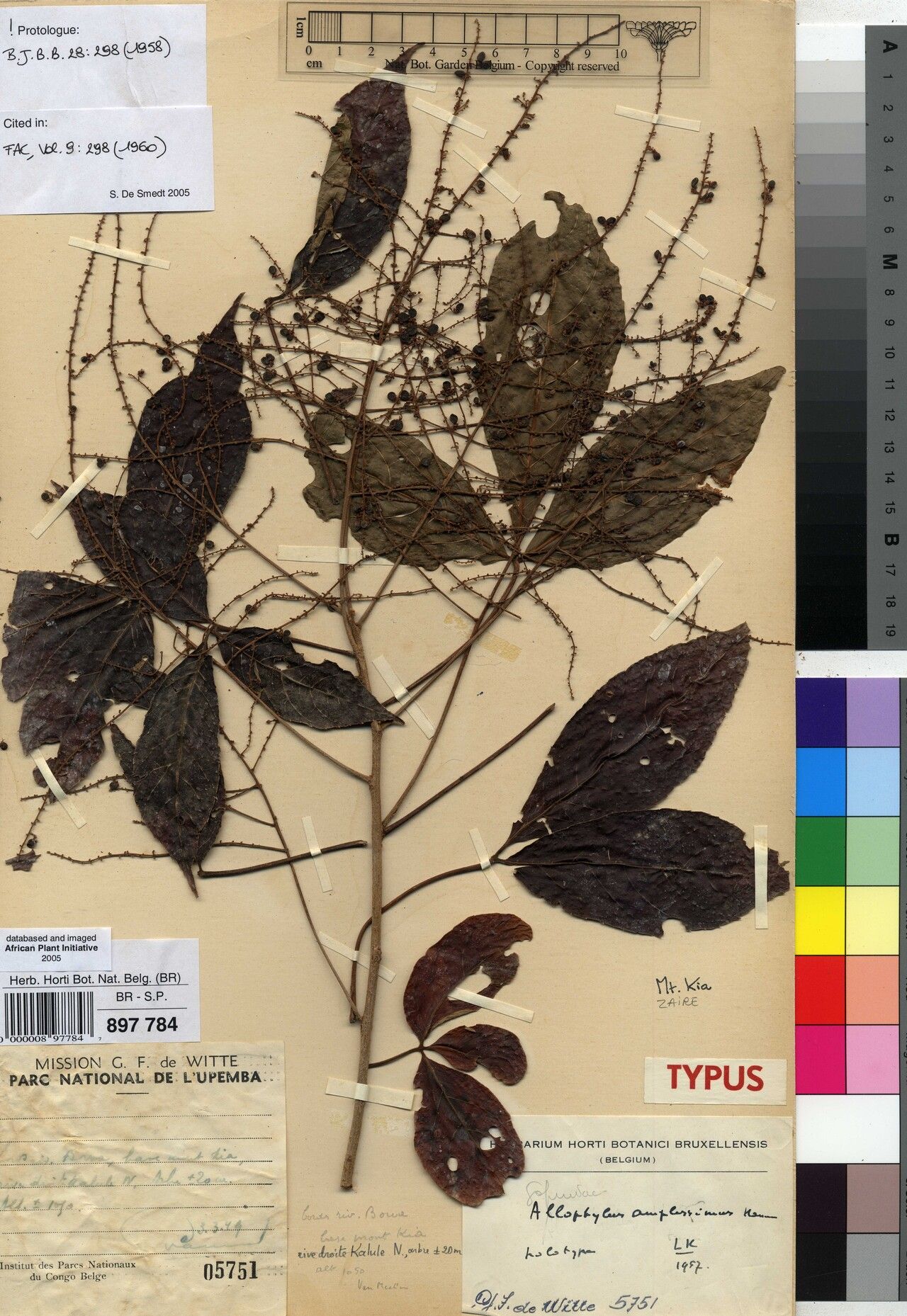 Allophylus amplissimus — houseplant care guide