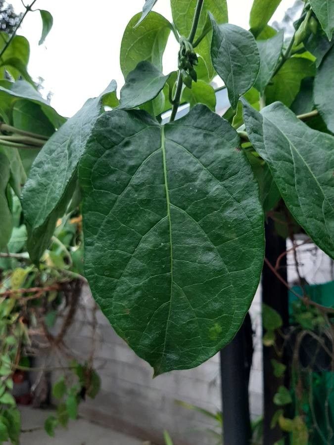 Fernaldia pandurata leaf