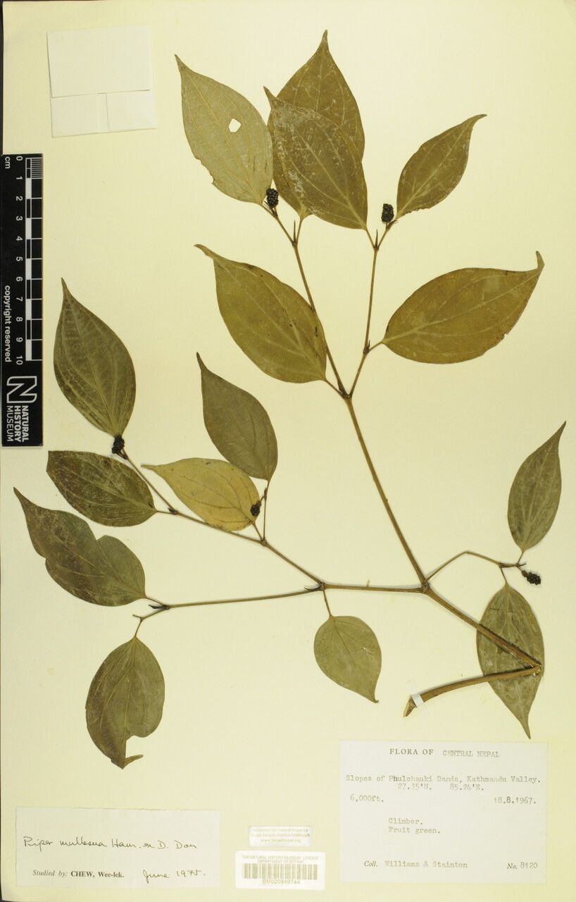 Piper peepuloides — search result for 'Piper'